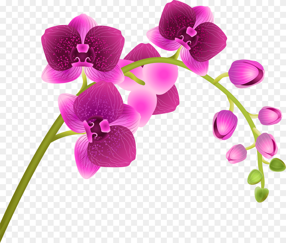 Pink Orchid Orchid Clipart, Flower, Plant, Petal Png