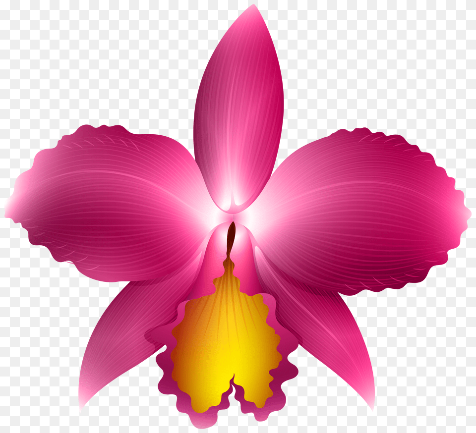 Pink Orchid Transparent Clip Art, Electrical Device, Microphone, Person Png Image