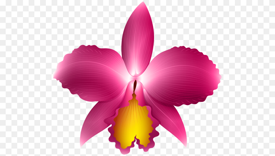 Pink Orchid Transparent Clip Art Image Aa Flores, Flower, Plant, Petal, Chandelier Png