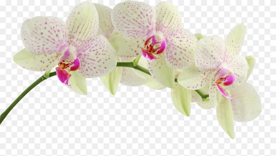 Pink Orchid White Background, Flower, Plant Png Image