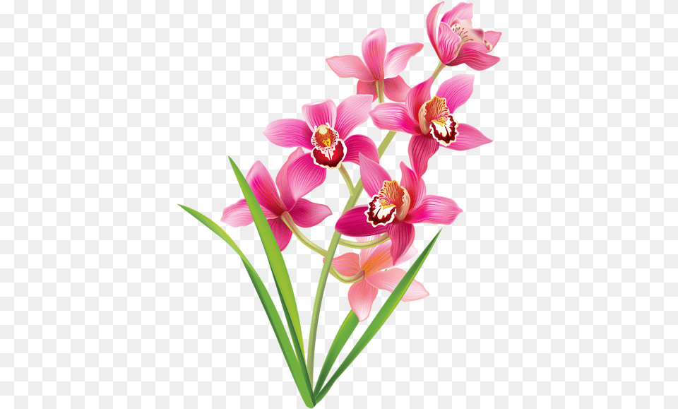 Pink Orchids Clipart Image Orchids Clipart, Flower, Orchid, Plant Free Png Download