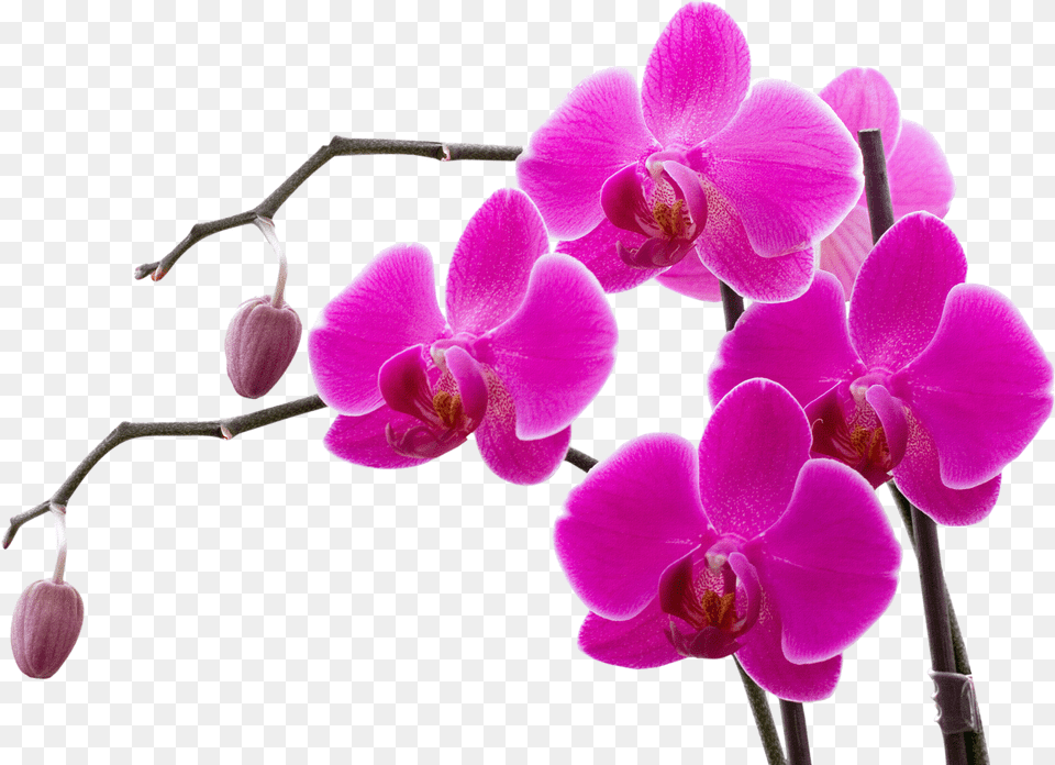 Pink Orchids Flower Images Fr Orchid Clipart, Plant, Geranium, Petal Free Png Download