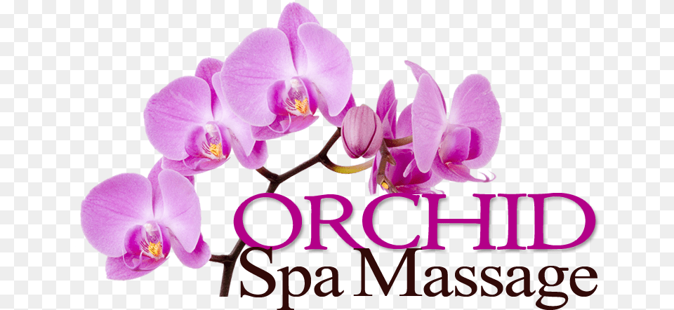 Pink Orchids Wallpapers Hd, Flower, Orchid, Plant Png Image