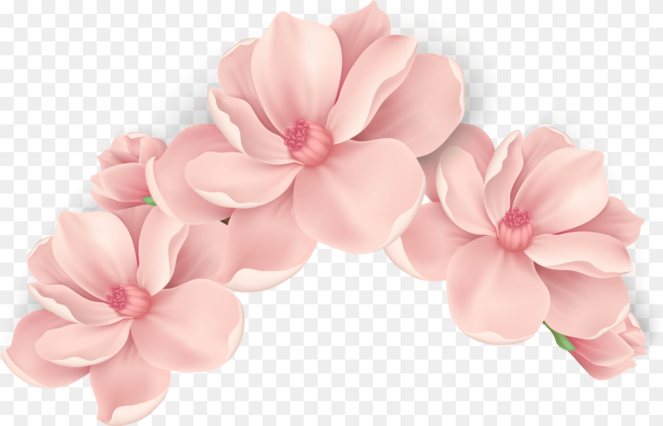 Pink Painted Flowers Vector Hand Peach Flower Vector, Geranium, Petal, Plant, Dahlia Png Image