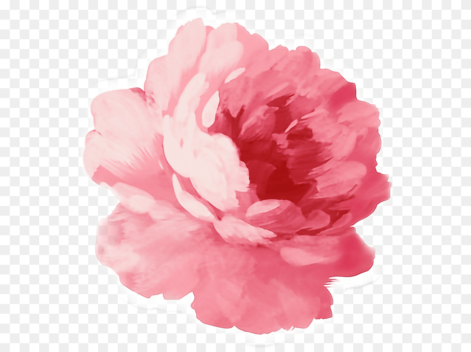 Pink Peonies Flower Sticker Pink Flower Tumblr, Carnation, Plant, Rose Free Png Download