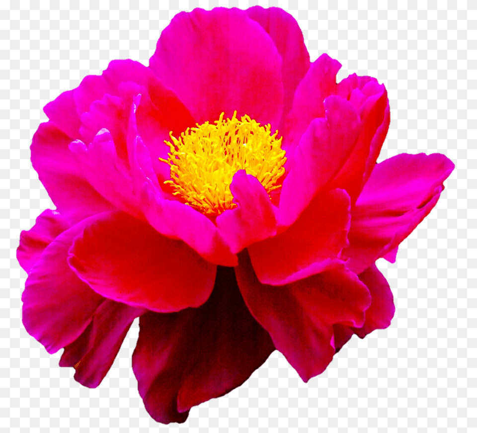 Pink Peony, Flower, Plant, Pollen, Rose Free Png Download