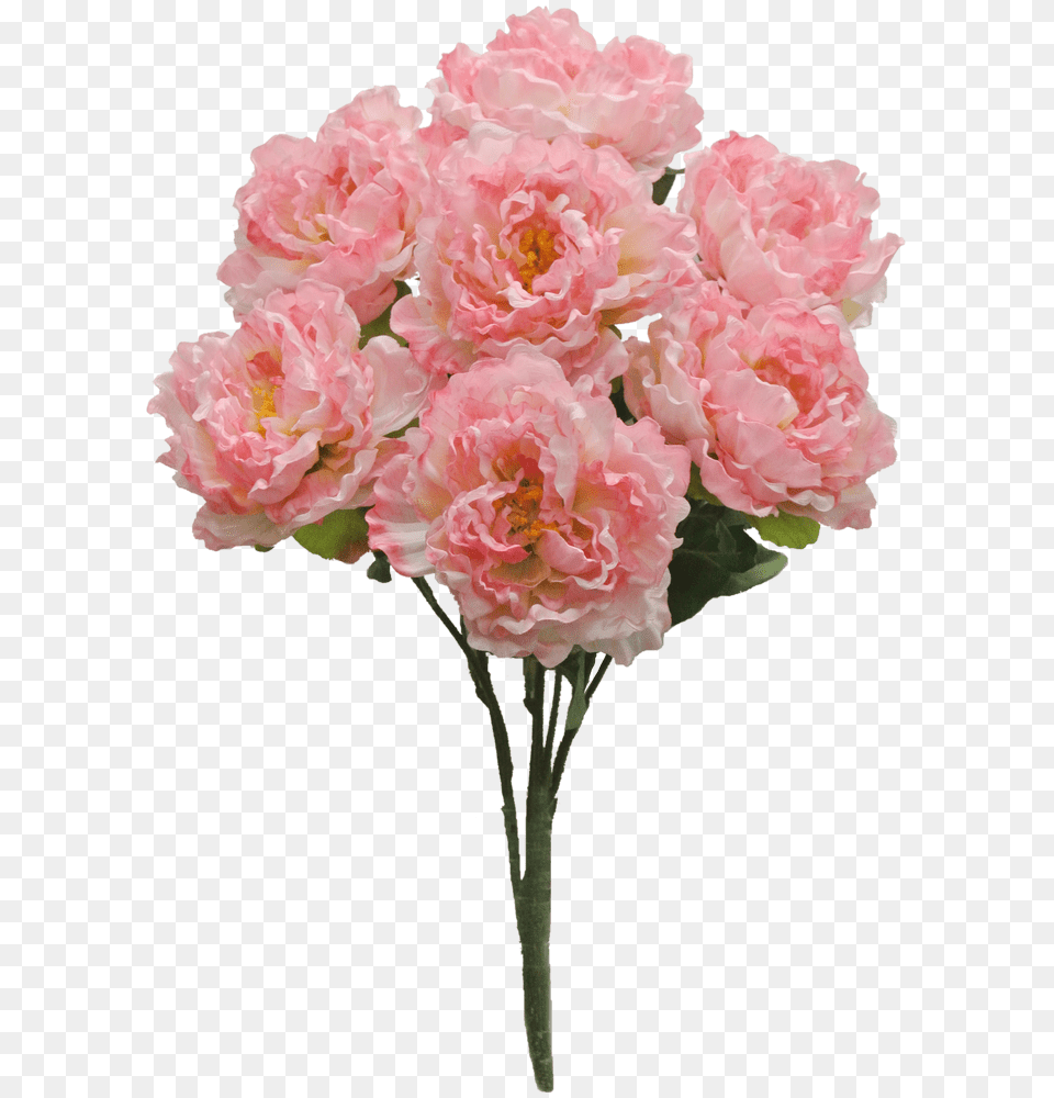 Pink Peony Bush X7 Sale Item Paeoniaceae, Carnation, Flower, Flower Arrangement, Flower Bouquet Png
