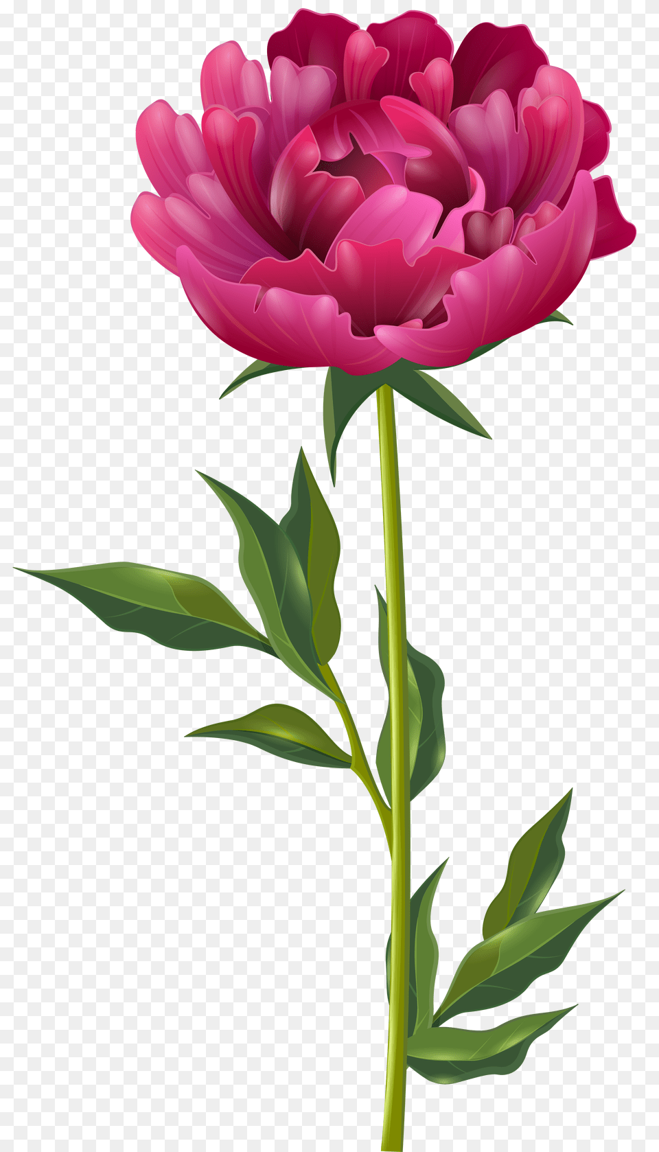 Pink Peony Clip Art, Flower, Plant, Dahlia, Carnation Png Image