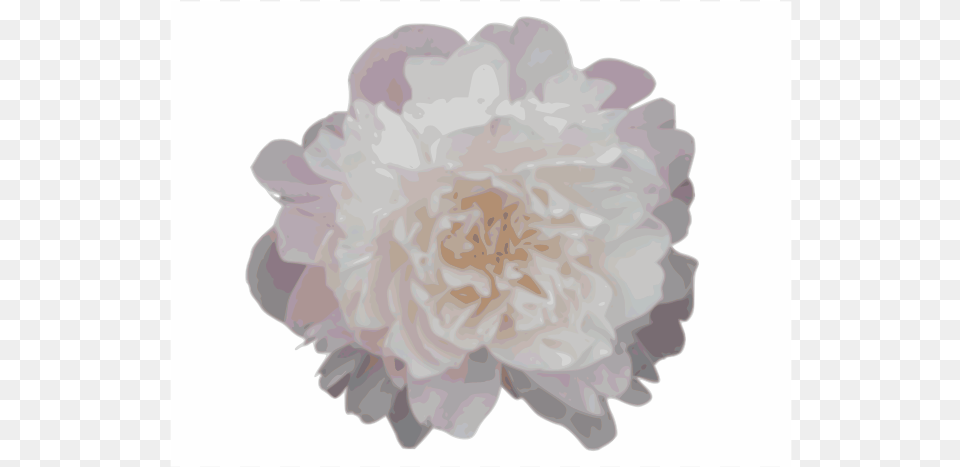 Pink Peony Dahlia, Flower, Plant, Carnation, Rose Free Transparent Png