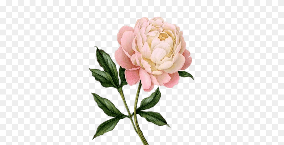 Pink Peony Drawing, Dahlia, Flower, Plant, Rose Free Png