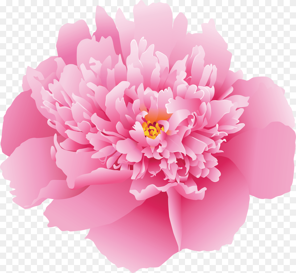 Pink Peony Flower Free Png Download