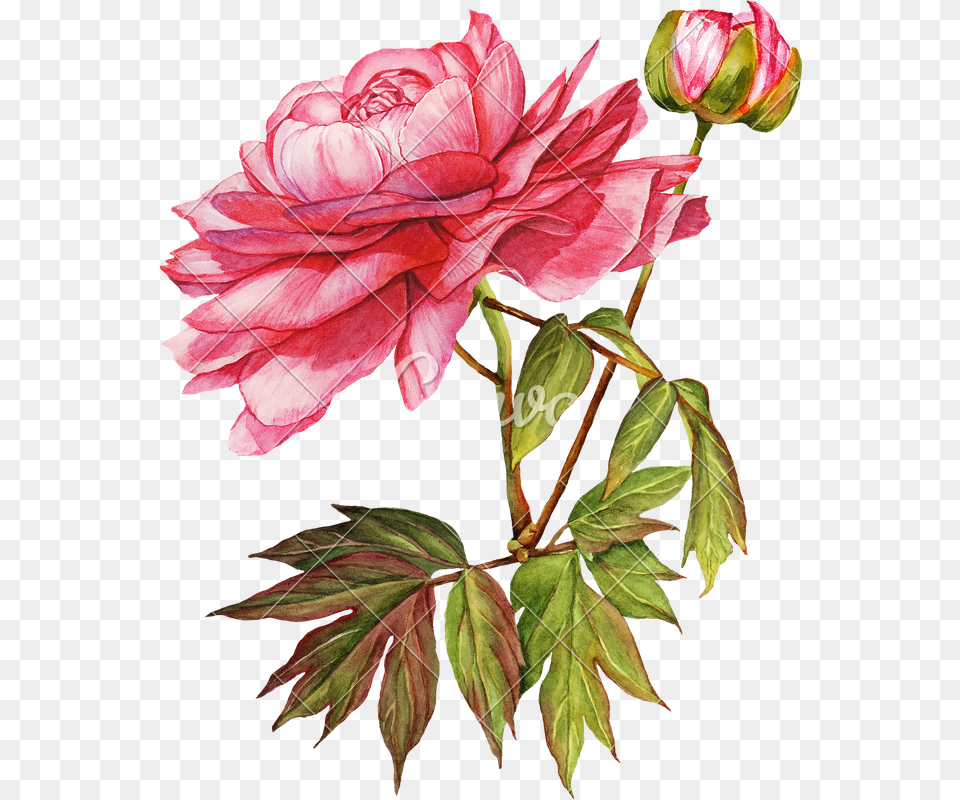 Pink Peony Flower Botanical Watercolor, Plant, Rose, Geranium, Leaf Png Image
