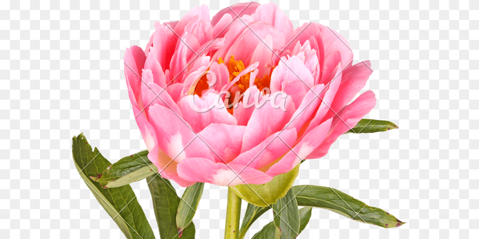 Pink Peony Flower Peony, Plant, Rose, Petal Png Image