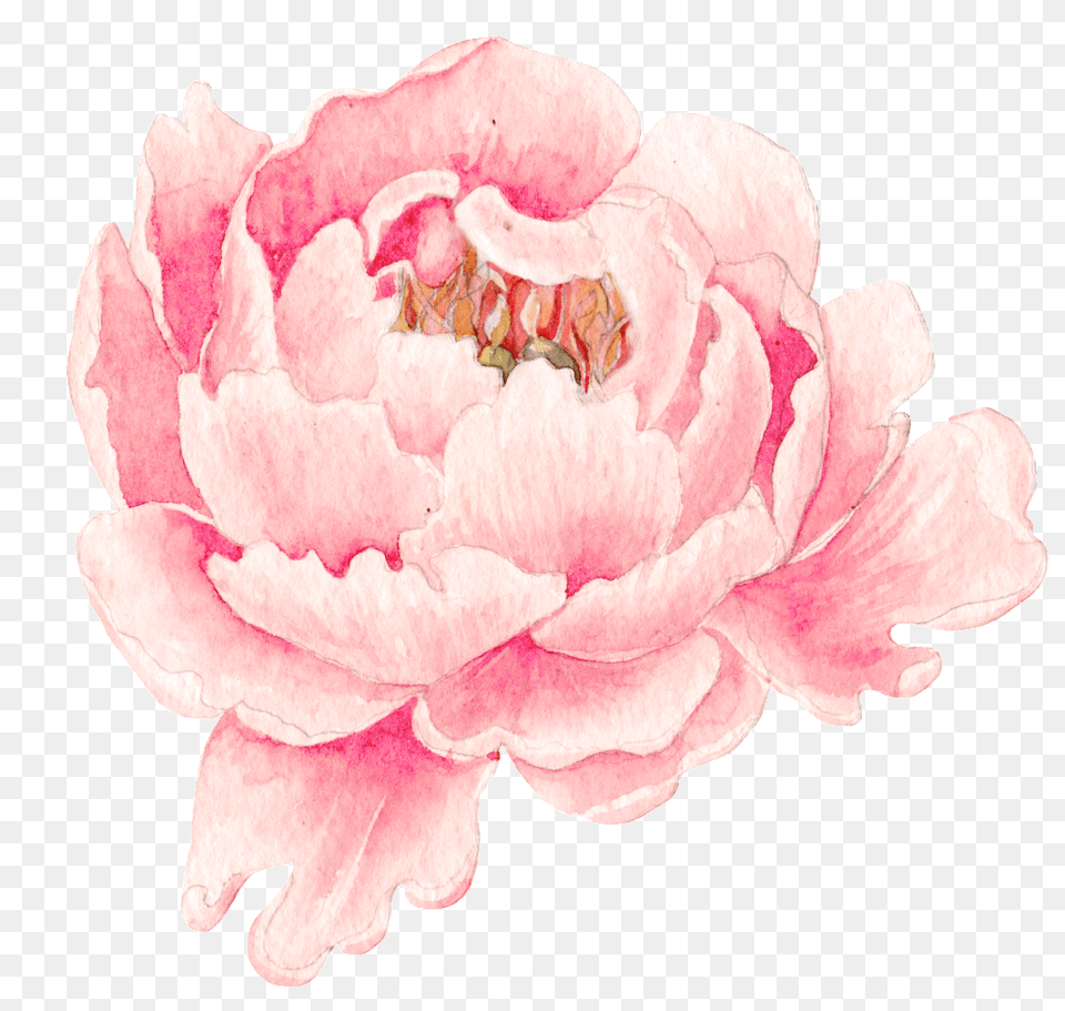 Pink Peony Flower Watercolor Painting, Dahlia, Petal, Plant, Rose Free Png