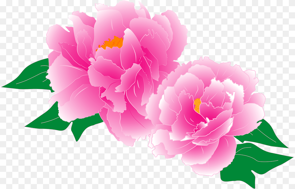 Pink Peony Flowers Clipart, Flower, Plant, Carnation Free Png Download