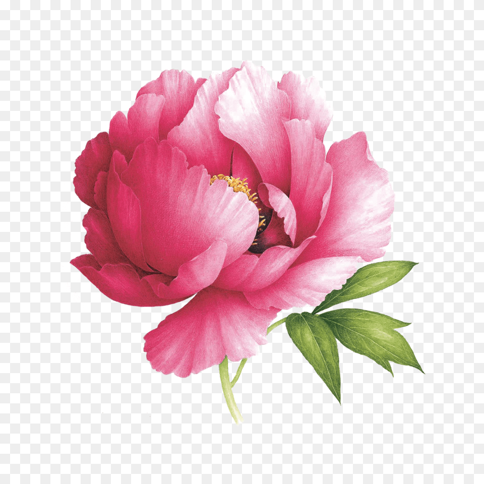 Pink Peony In Flowers Watercolor Painting, Flower, Plant, Rose Free Png