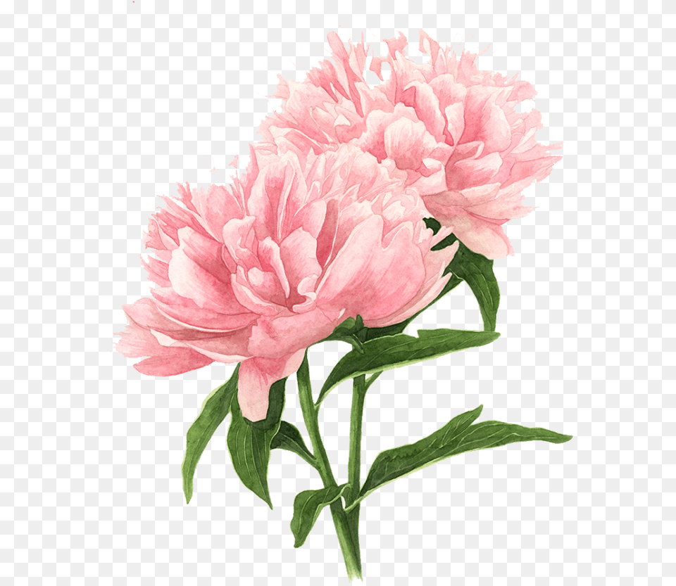 Pink Peony Watercolor Flowers Painting Drawing Clipart Flower Drawing Watercolor, Carnation, Plant, Rose, Dahlia Png Image