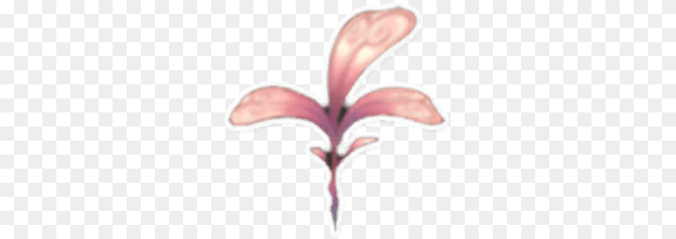 Pink Petals Lily, Flower, Petal, Plant, Animal Free Png