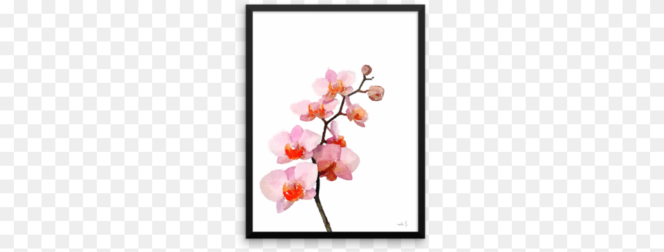 Pink Phalenopsis Cherry Blossom, Flower, Orchid, Plant, Petal Png
