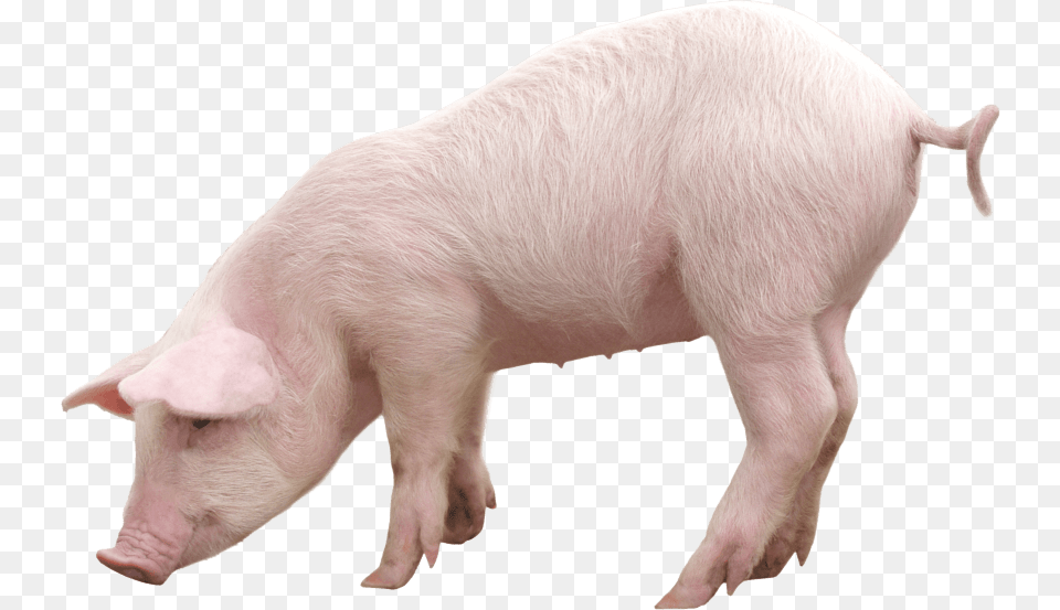 Pink Pig, Animal, Boar, Hog, Mammal Free Png Download