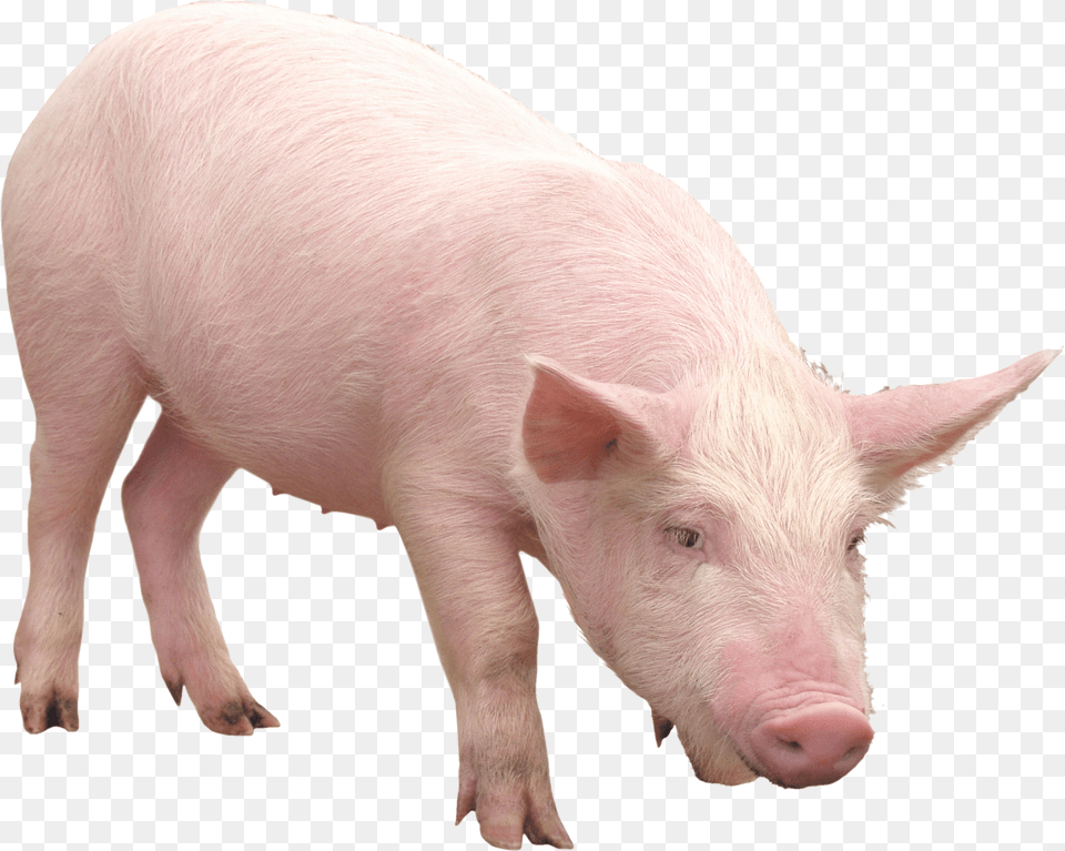 Pink Pig Image Pig, Adult, Man, Male, Person Free Transparent Png