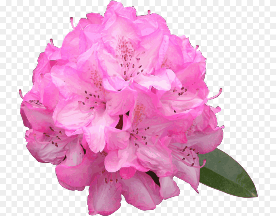 Pink Plant Flower Clipart Rhododendron, Geranium, Petal, Rose Free Transparent Png