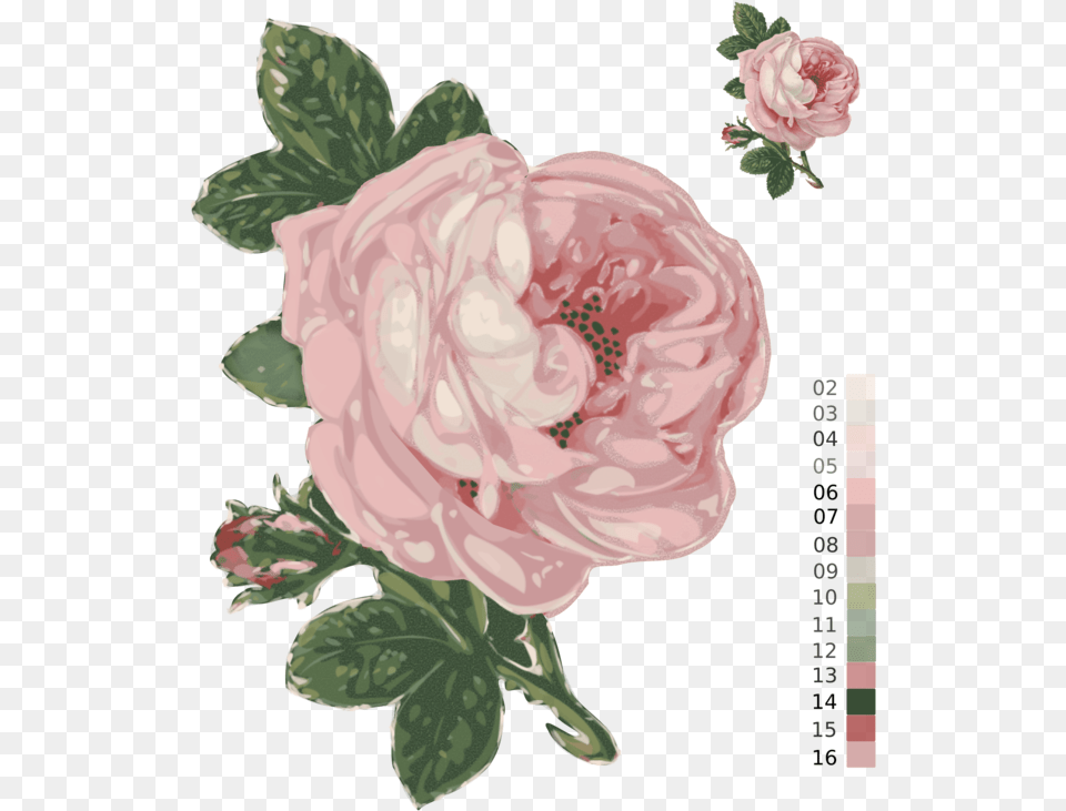 Pink Plant Flower Clipart Transparent Background Flowers, Rose, Carnation, Dahlia, Pattern Png