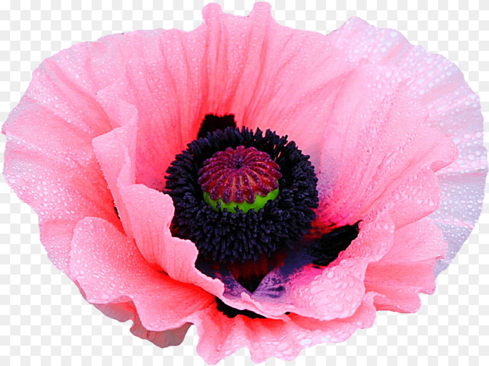 Pink Poppy By Jeanicebartzen27 Opium Poppy Flower Opium Poppy, Plant, Rose Free Png Download