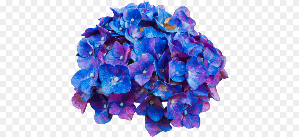 Pink Purple Blue Flowers Transparent, Flower, Geranium, Plant, Petal Free Png