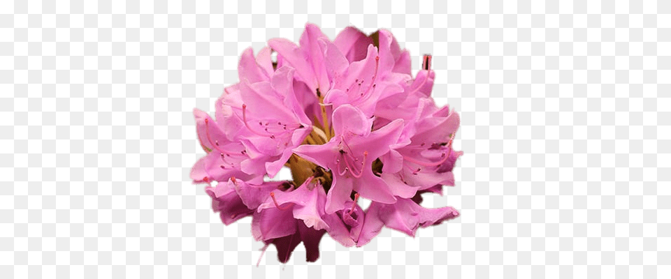 Pink Rhododendron, Anther, Flower, Geranium, Petal Free Png Download