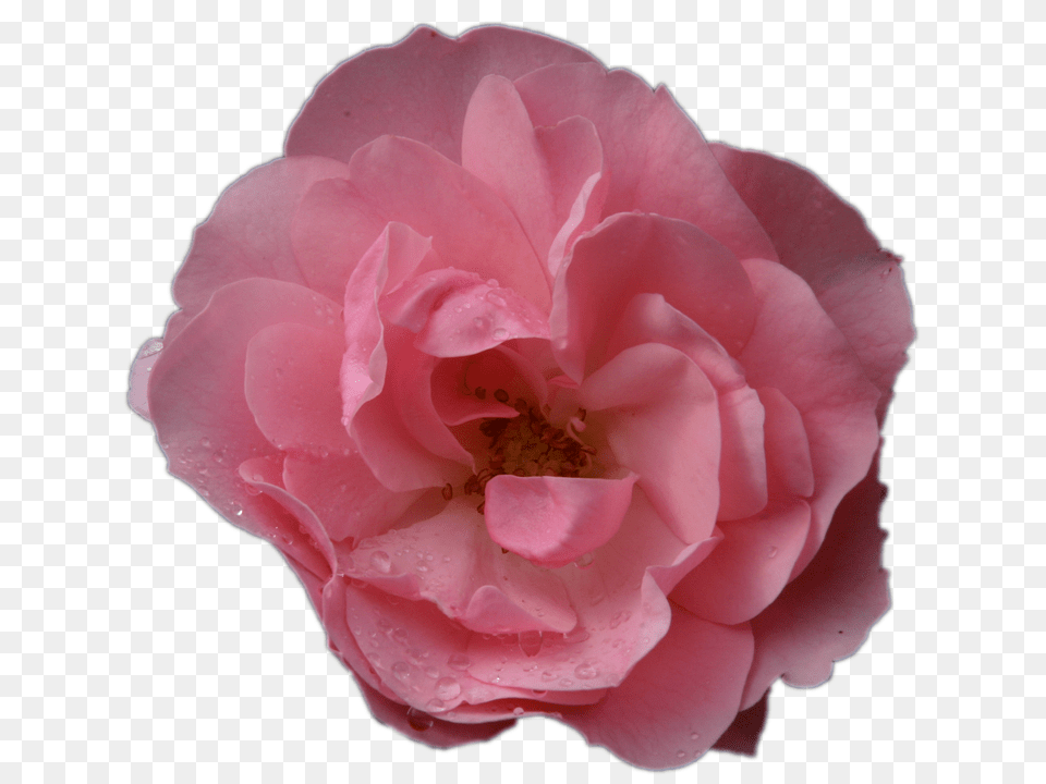 Pink Rose Flower, Geranium, Petal, Plant Free Transparent Png
