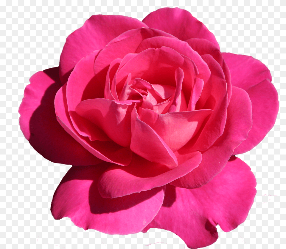 Pink Rose, Flower, Petal, Plant, Geranium Free Png Download