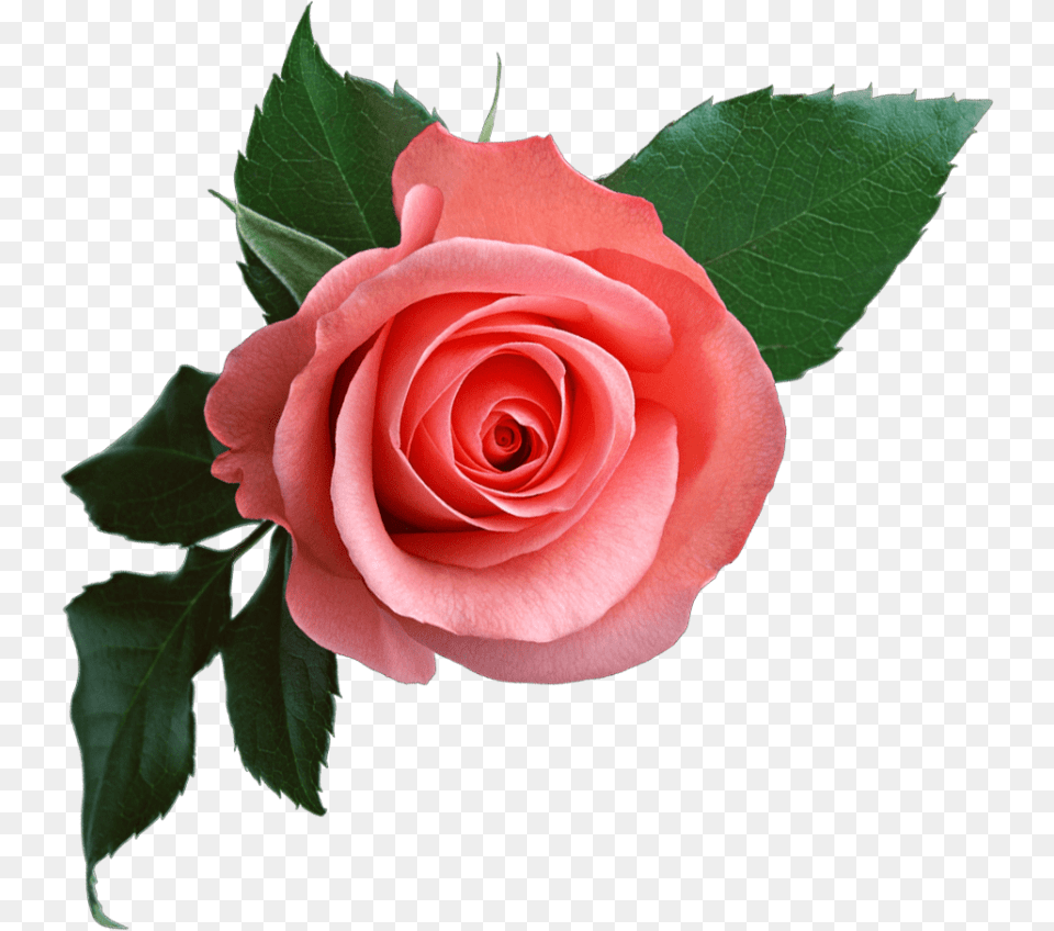 Pink Rose, Flower, Plant Free Png Download