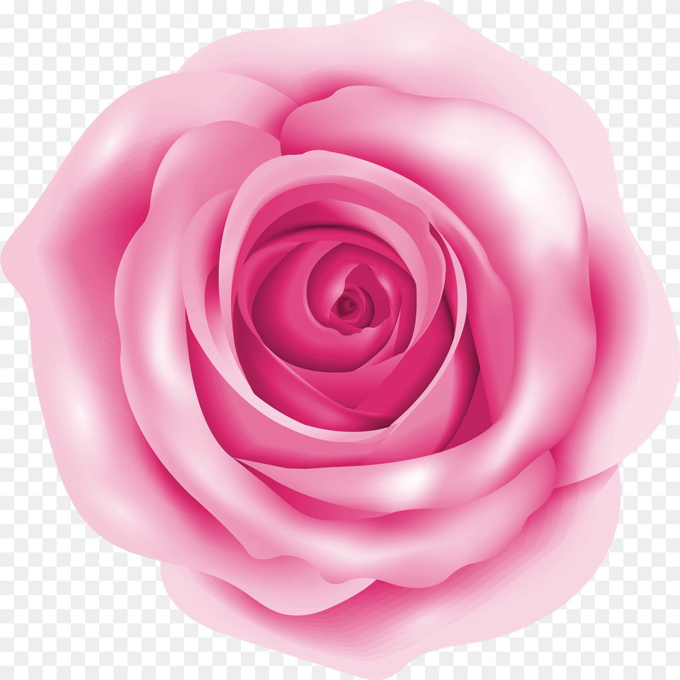 Pink Rose Png Image