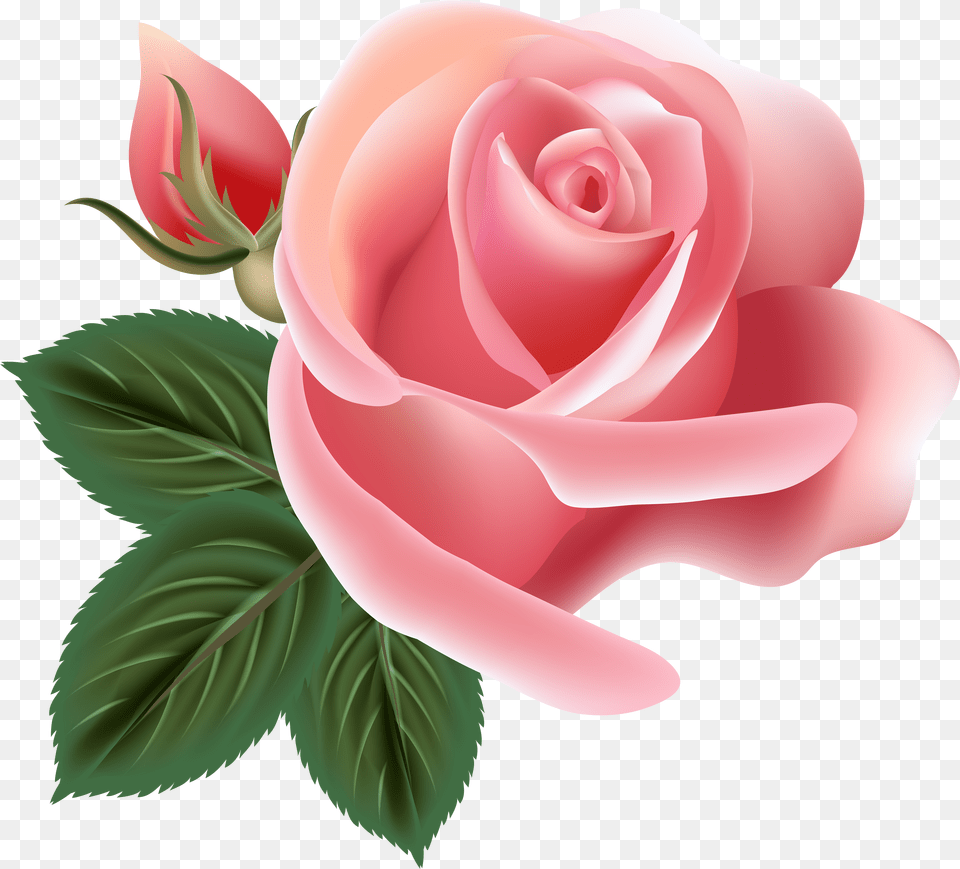 Pink Rose Png Image