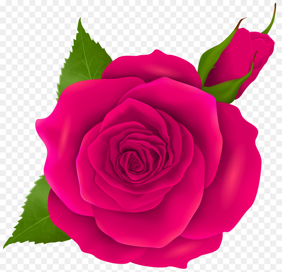 Pink Rose And Bud Clip Free Transparent Png