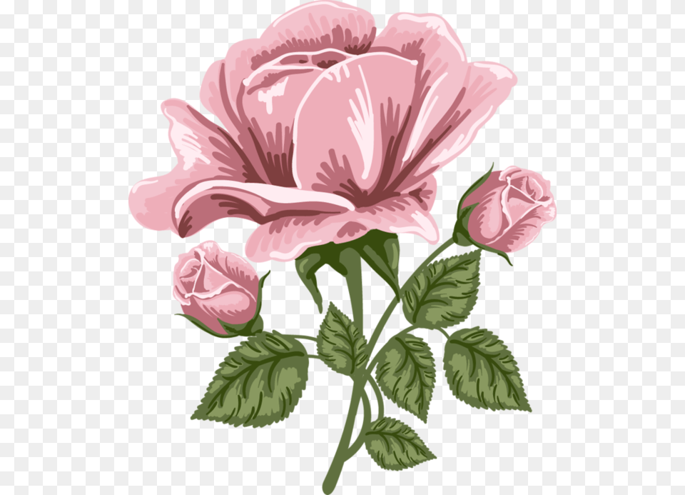 Pink Rose Art Picture Pink Rose Cartoon, Flower, Plant, Geranium, Person Free Png Download