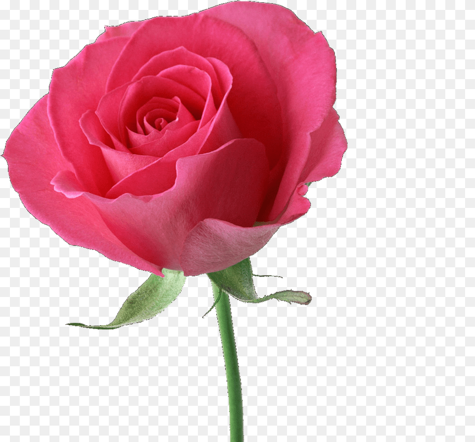 Pink Rose Beautiful Pink Rose Hd, Flower, Plant Png Image