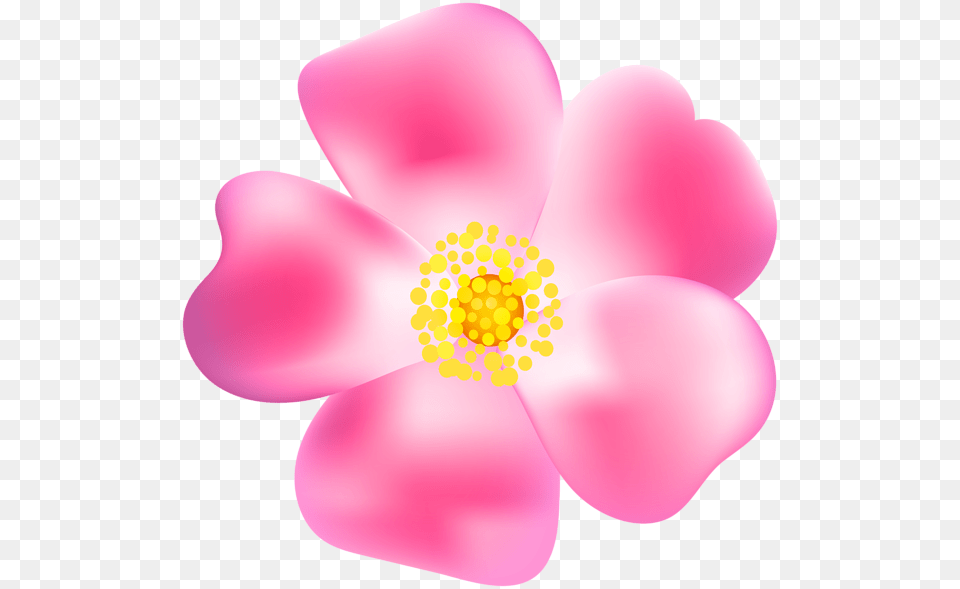 Pink Rose Blossom Transparent Clip Art Gallery, Anemone, Anther, Flower, Petal Png Image