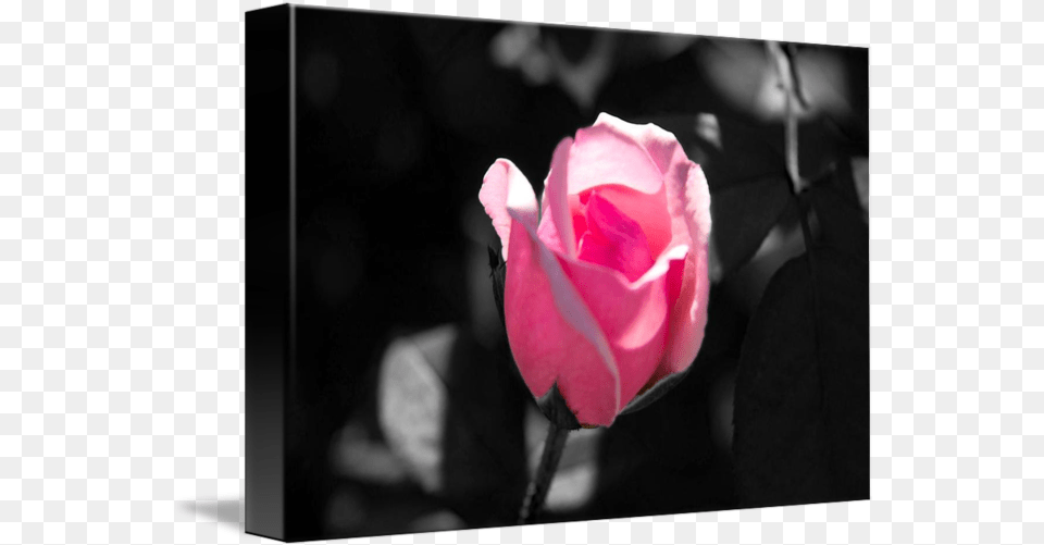 Pink Rose Bud Black And White Background By Valerie Waters Garden Roses, Flower, Petal, Plant, Sprout Png Image