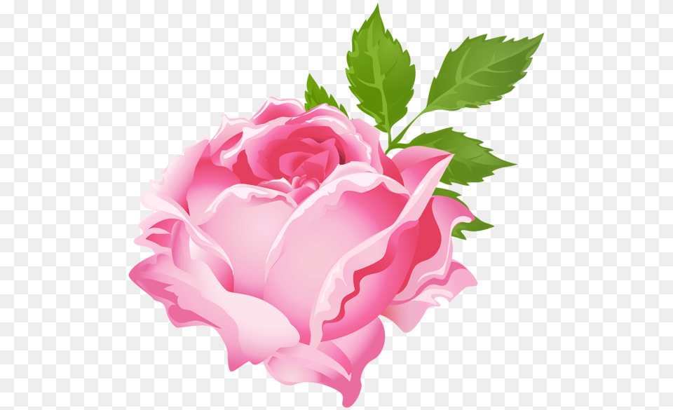 Pink Rose Clip Art, Flower, Petal, Plant, Carnation Free Transparent Png