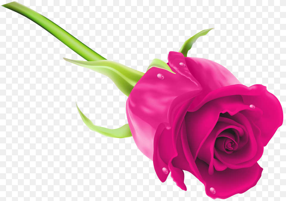 Pink Rose Clip Art Png