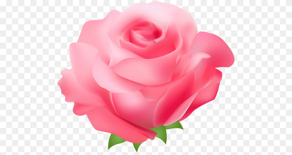 Pink Rose Clip Art, Flower, Plant, Petal Free Transparent Png