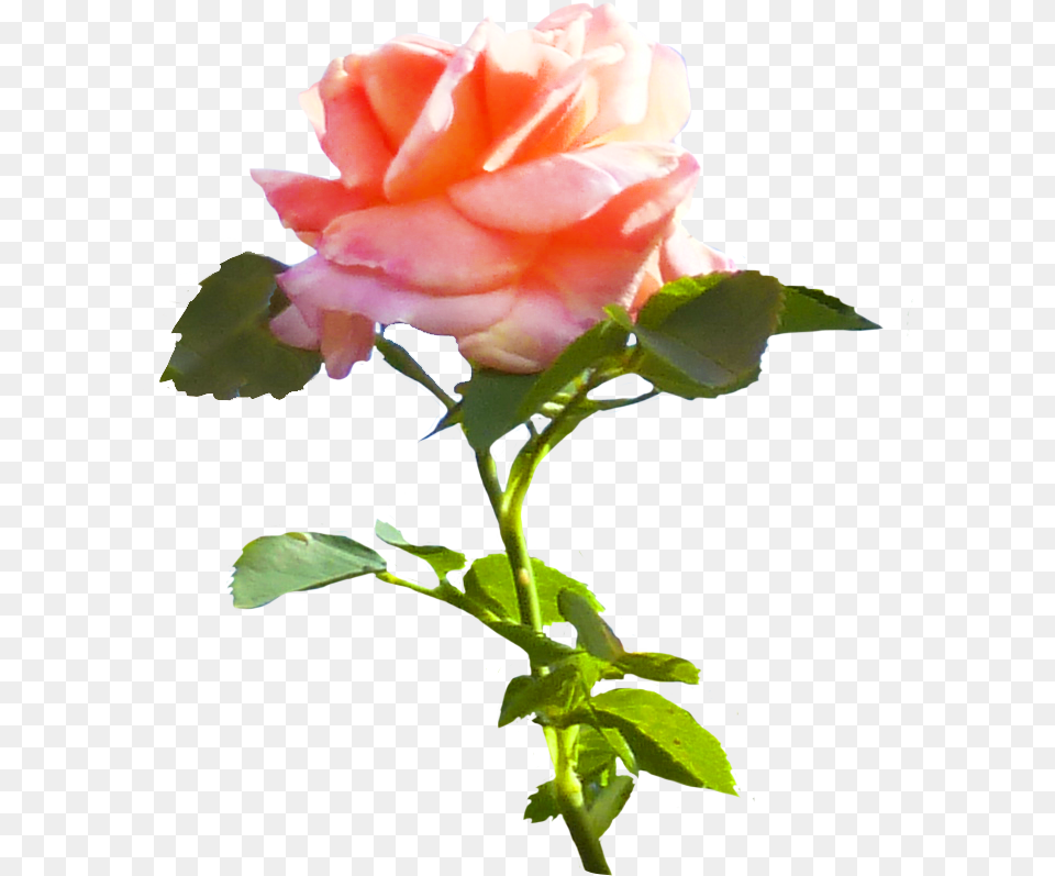 Pink Rose Clip Art, Flower, Plant, Petal Png Image
