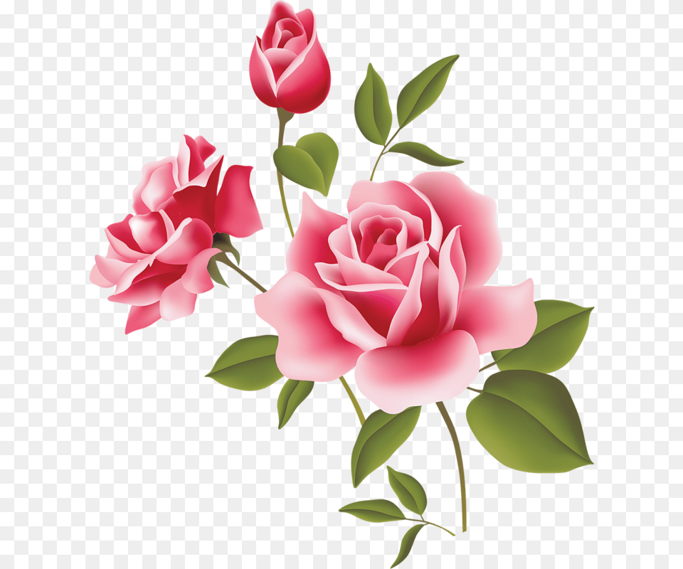 Pink Rose Clip Art 7takyynqc Sexy Japan Lingerie Girl, Flower, Plant, Petal Png Image