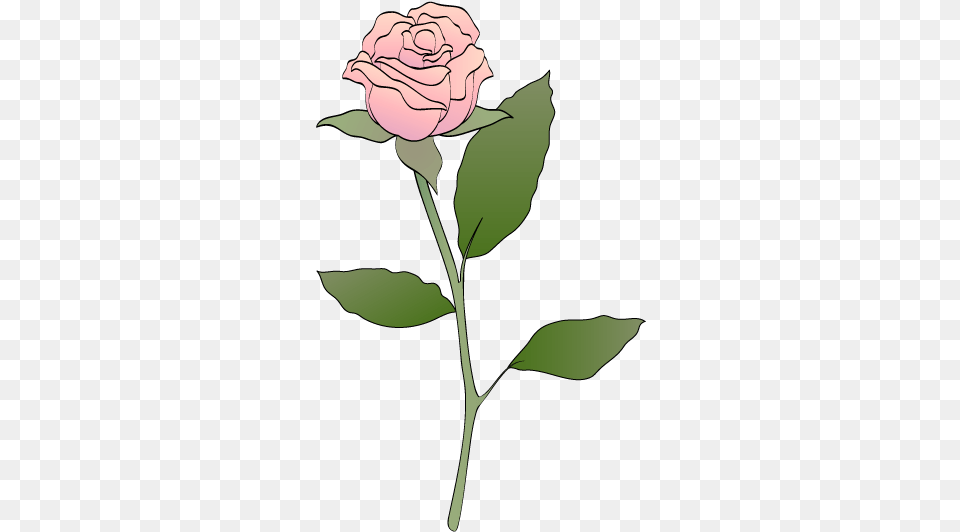 Pink Rose Clip Art Blue Rose Clip Art, Flower, Plant, Person Png Image