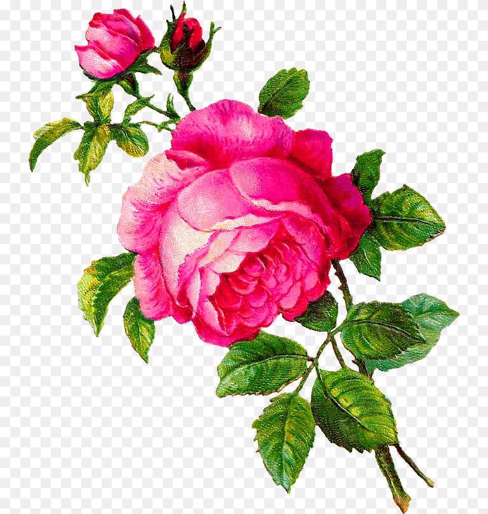 Pink Rose Clip Art Flour Of Rose, Flower, Plant, Petal Free Transparent Png