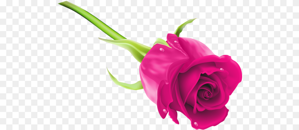 Pink Rose Clip Art Image Rose Full Hd, Flower, Plant Png