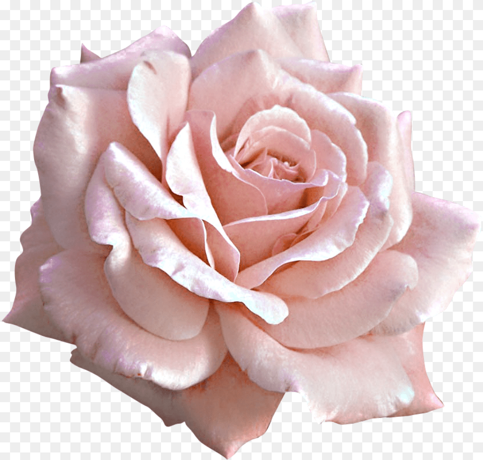 Pink Rose Clip Art Soft Pink Rose, Flower, Petal, Plant Png