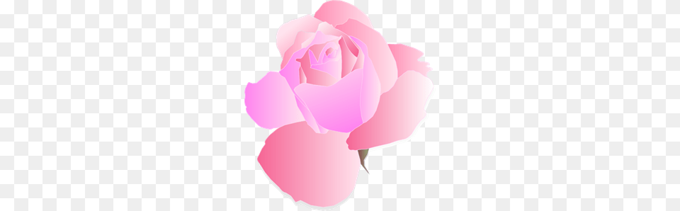 Pink Rose Clip Arts For Web, Flower, Petal, Plant Png Image